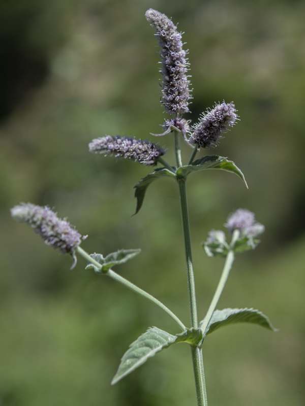 Mentha longifolia.08