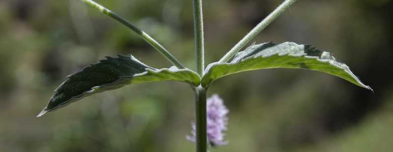 Mentha longifolia.09