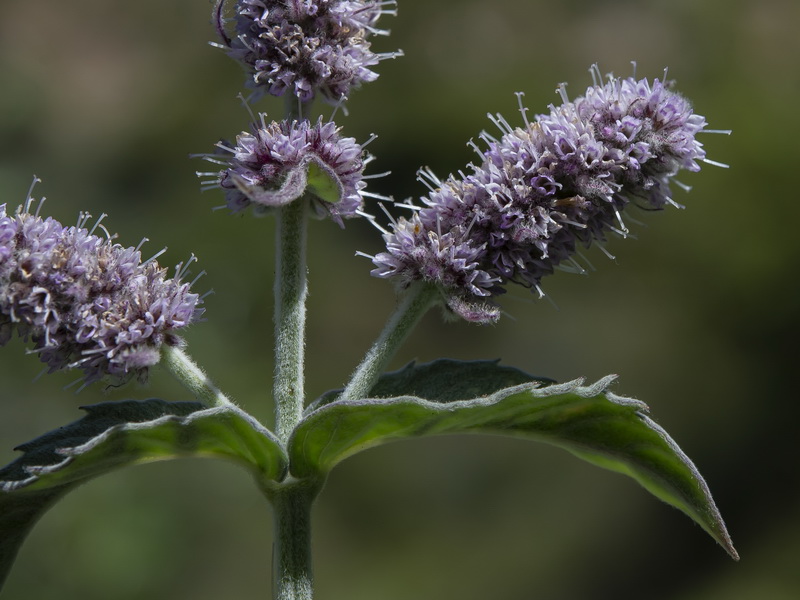 Mentha longifolia.12