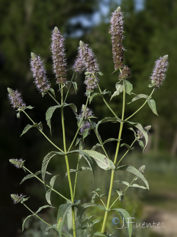 Mentha longifolia.13
