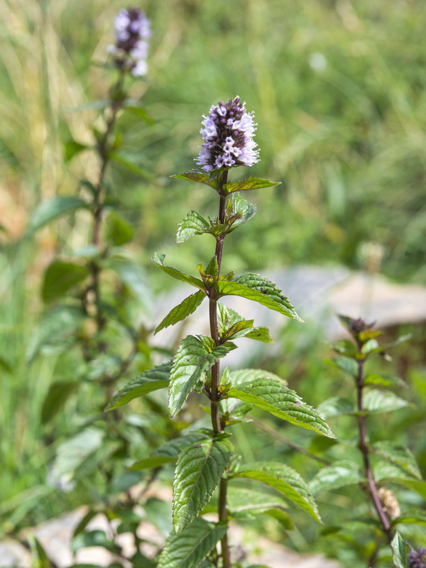 Mentha piperina.02