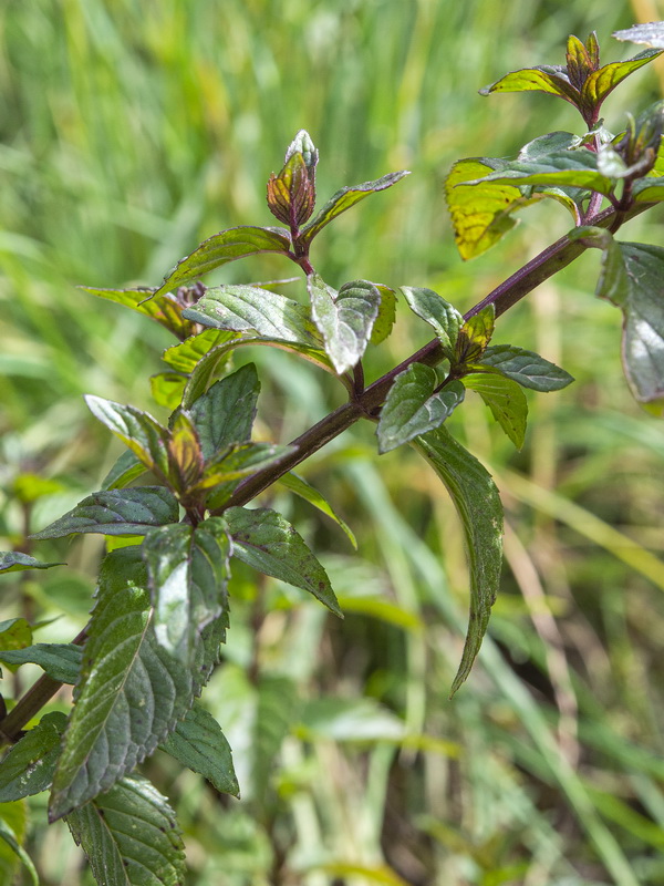 Mentha piperina.03