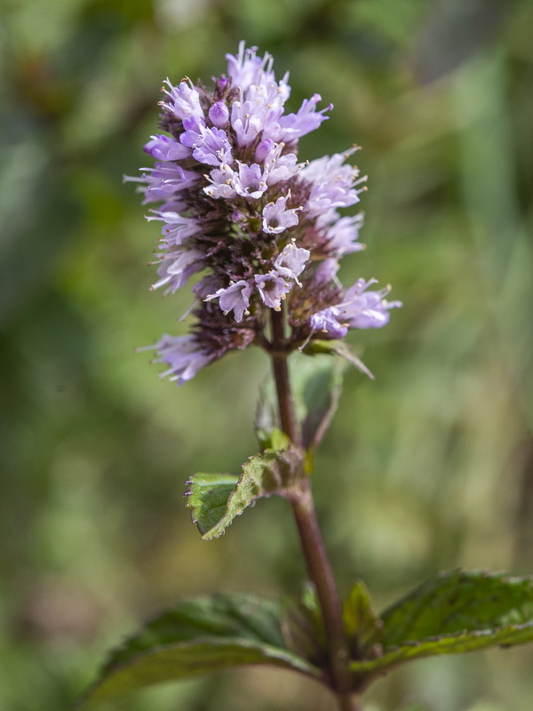 Mentha piperina.04