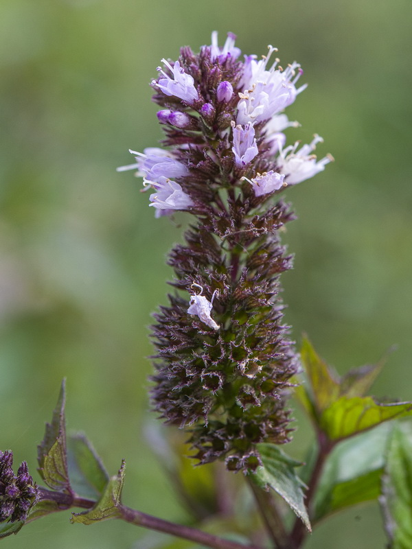 Mentha piperina.05