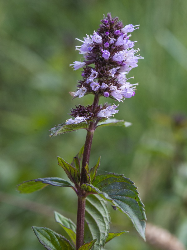 Mentha piperina.06