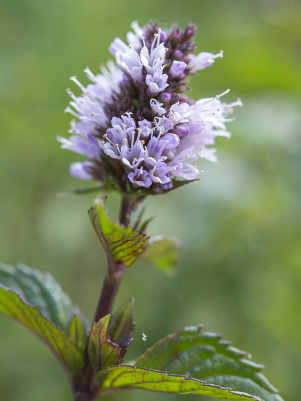 Mentha piperina.07