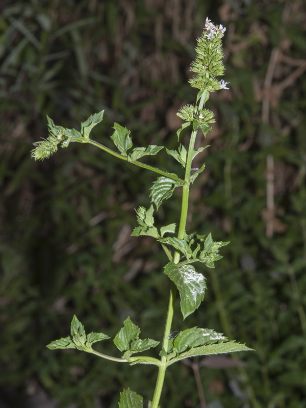 Mentha piperina.11