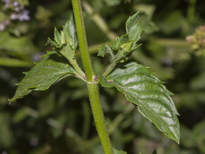 Mentha piperina.12