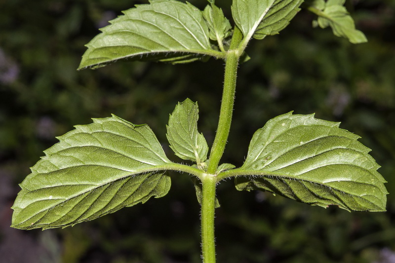 Mentha piperina.13