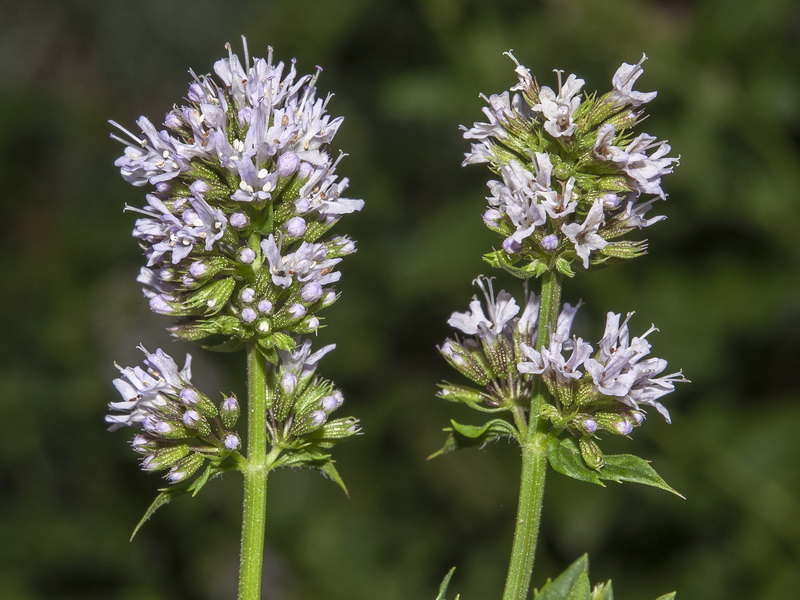 Mentha piperina.15