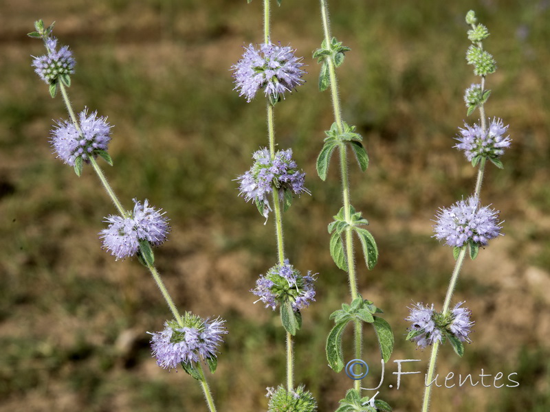 Mentha pulegium.03