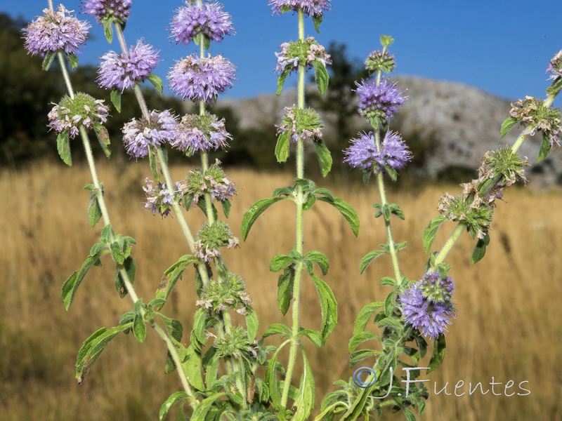 Mentha pulegium.04