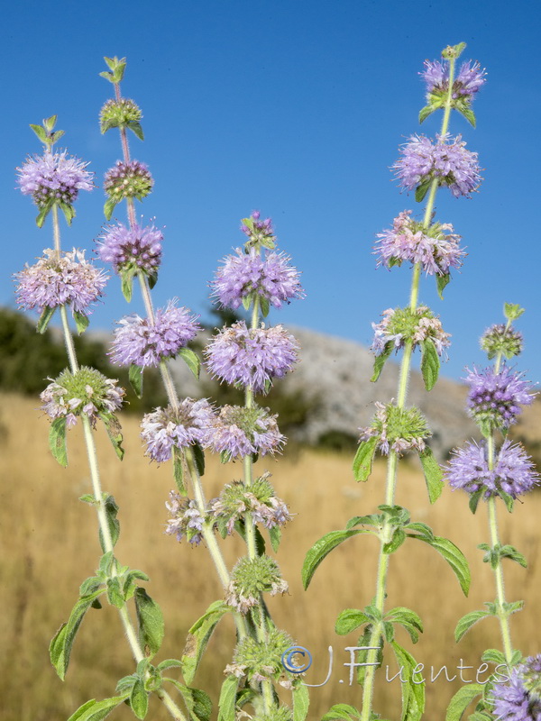 Mentha pulegium.06