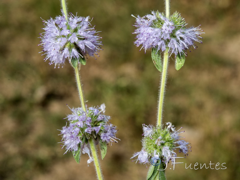 Mentha pulegium.07