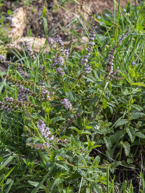 Mentha spicata.02