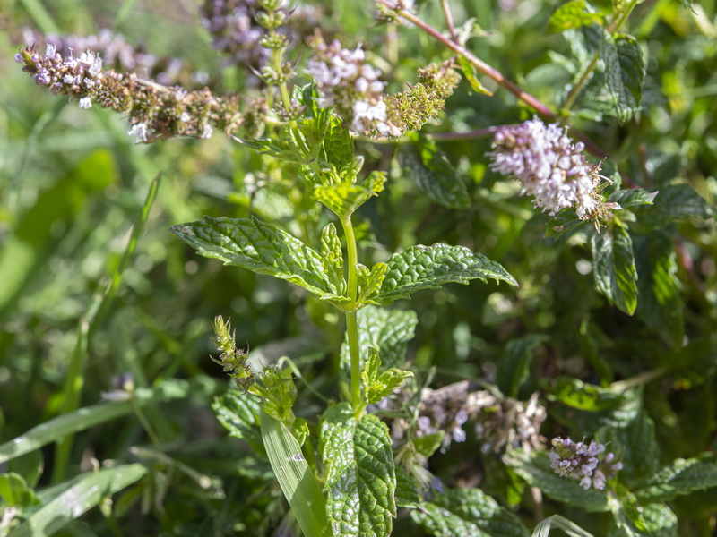 Mentha spicata.04