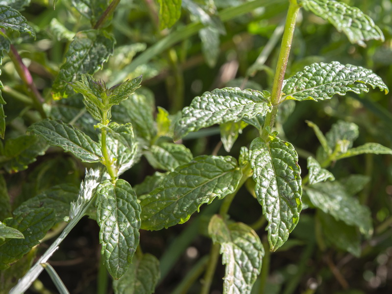 Mentha spicata.05