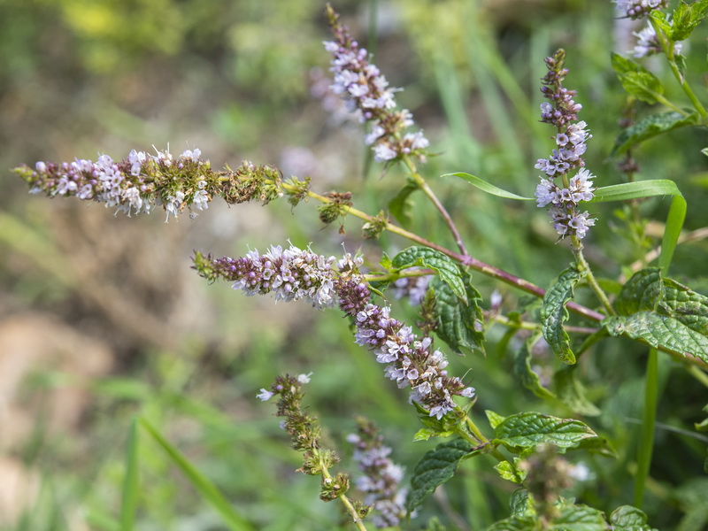 Mentha spicata.06