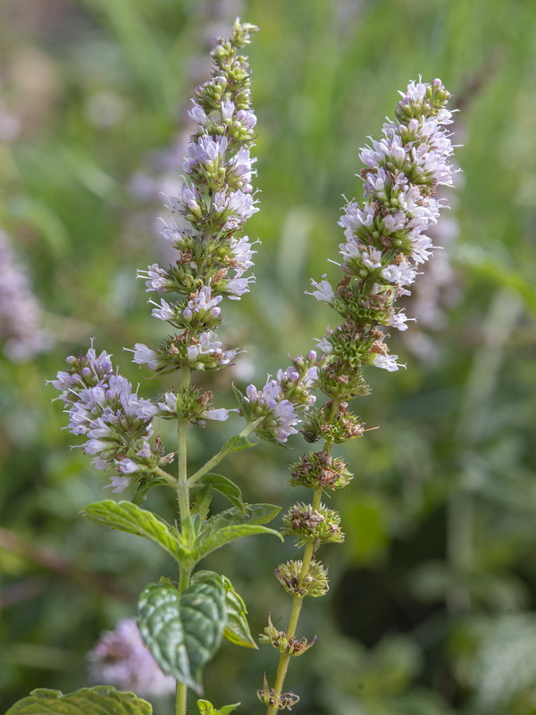 Mentha spicata.07