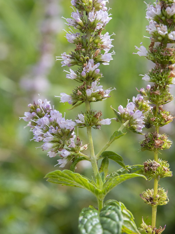 Mentha spicata.09