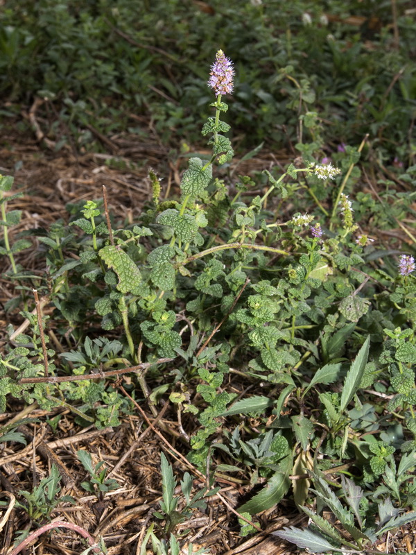Mentha suaveolens.01