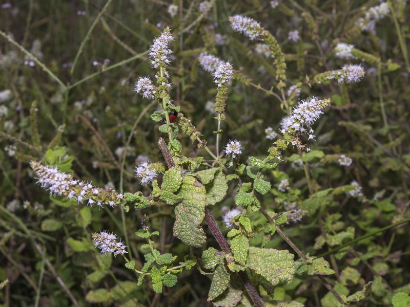 Mentha suaveolens.02