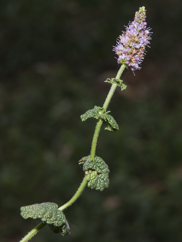 Mentha suaveolens.03