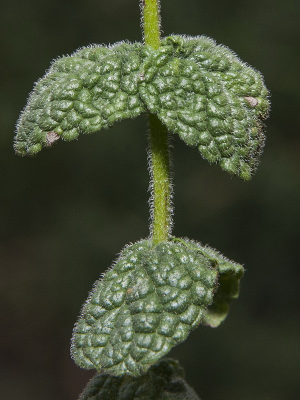 Mentha suaveolens.04