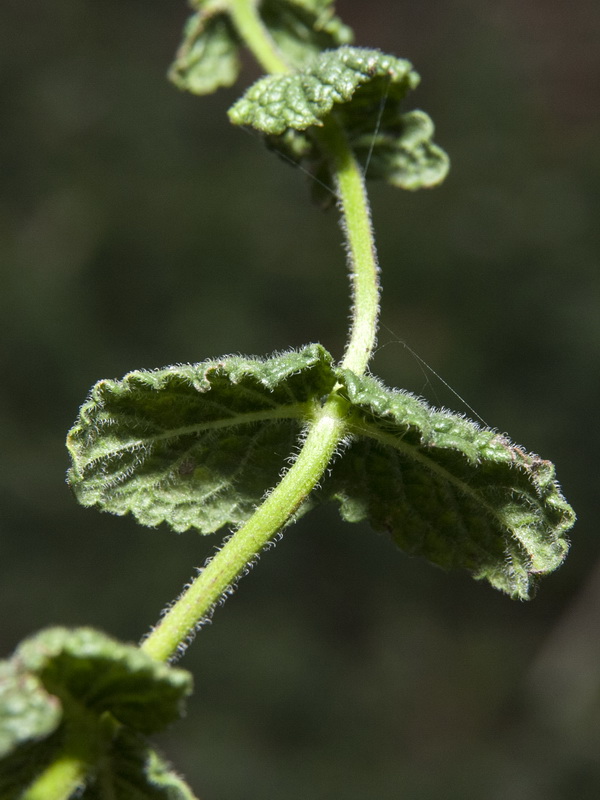 Mentha suaveolens.05