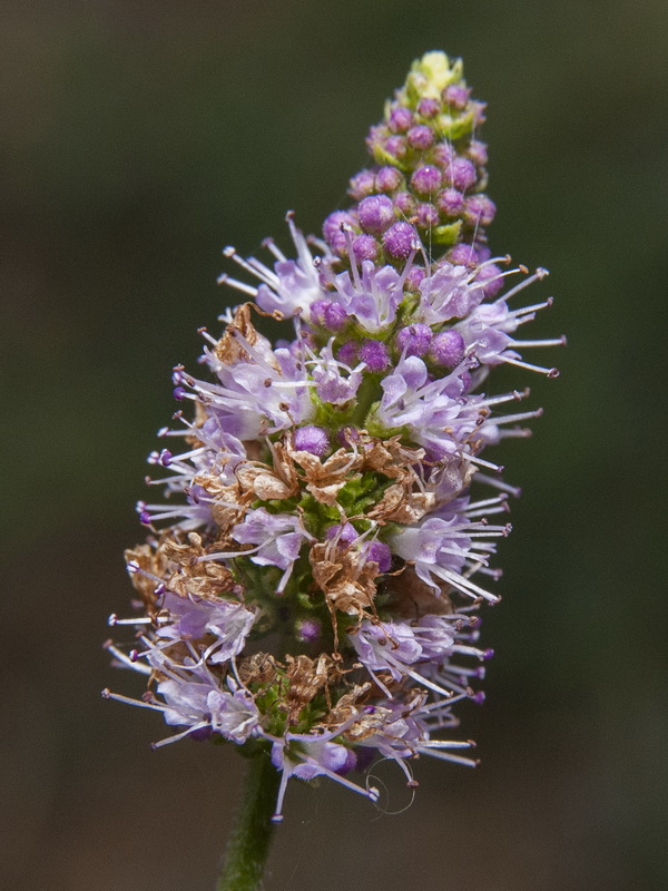 Mentha suaveolens.07
