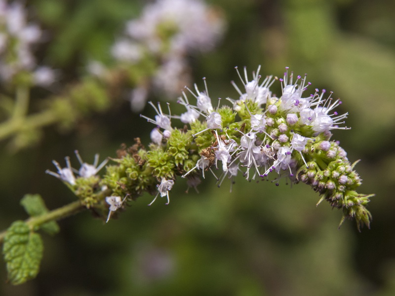 Mentha suaveolens.09