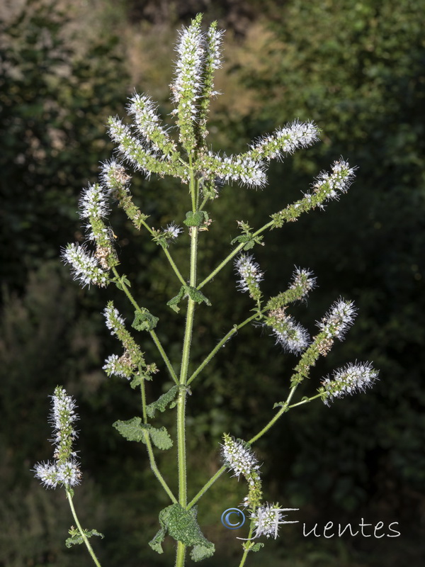 Mentha suaveolens.10