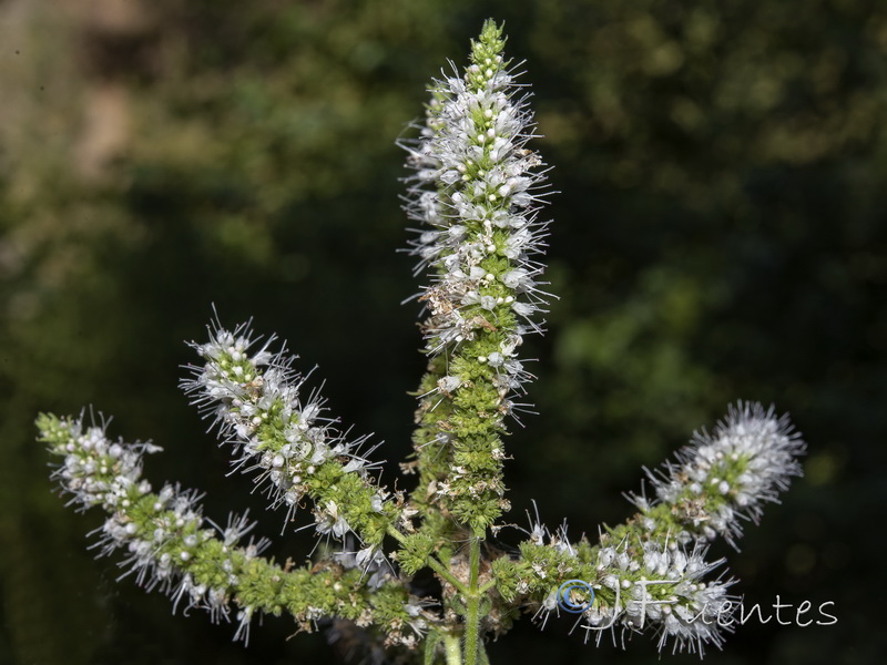 Mentha suaveolens.11