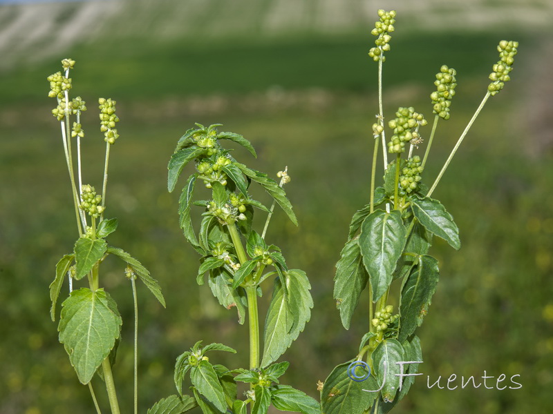 Mercurialis ambigua.01