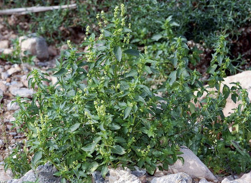 Mercurialis ambigua.07