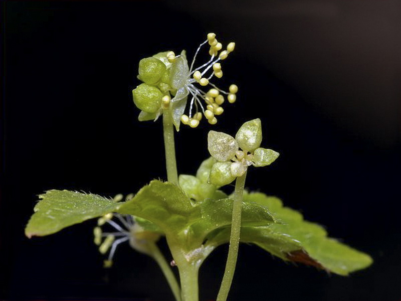 Mercurialis ambigua.10