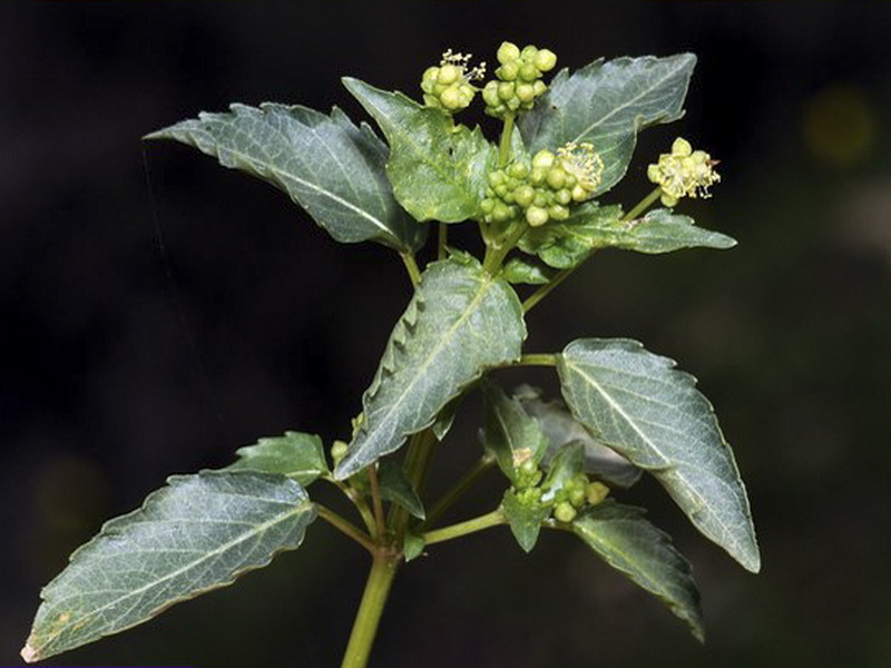 Mercurialis ambigua.11