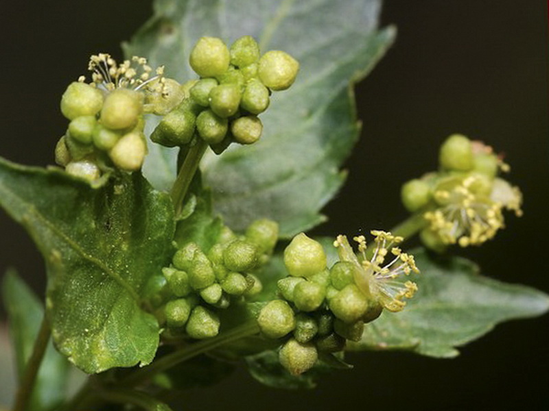 Mercurialis ambigua.12