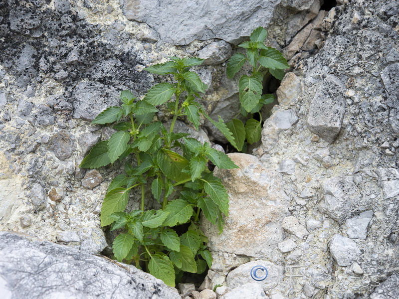 Mercurialis ambigua.13
