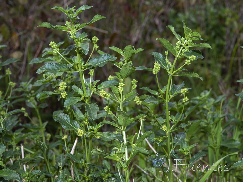 Mercurialis eliptica.06