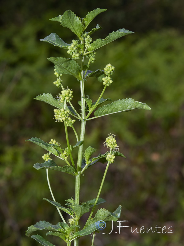 Mercurialis eliptica.09