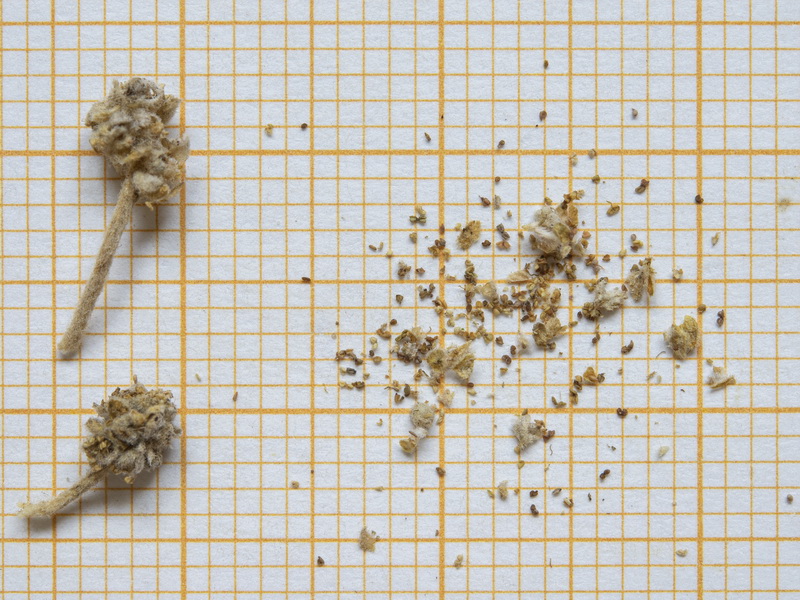 Mercurialis tomentosa
