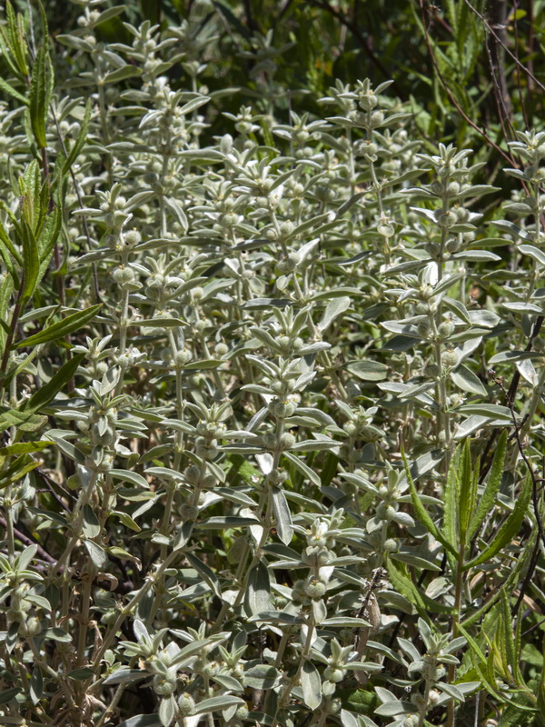 Mercurialis tomentosai.02