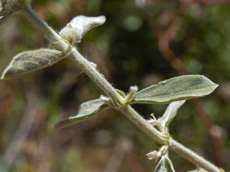 Mercurialis tomentosai.04