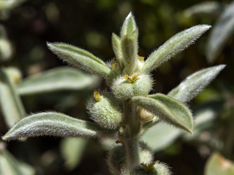 Mercurialis tomentosai.06