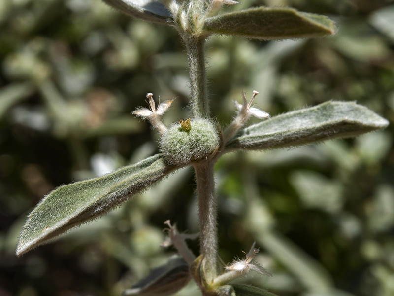 Mercurialis tomentosai.07