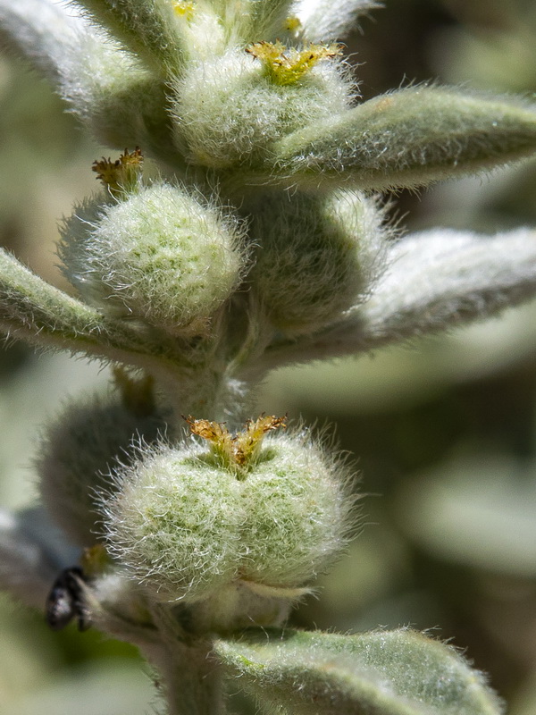 Mercurialis tomentosai.09