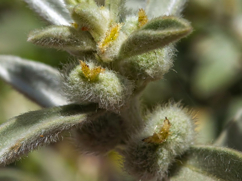Mercurialis tomentosai.10
