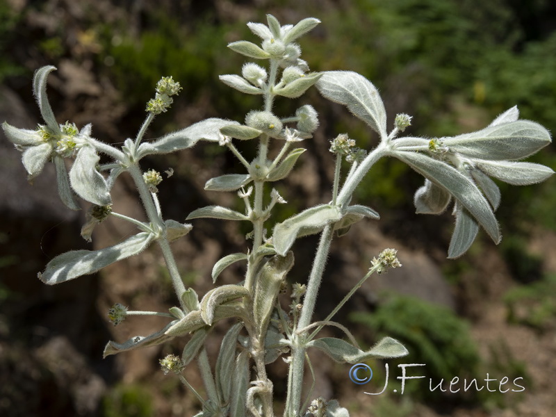 Mercurialis tomentosai.11