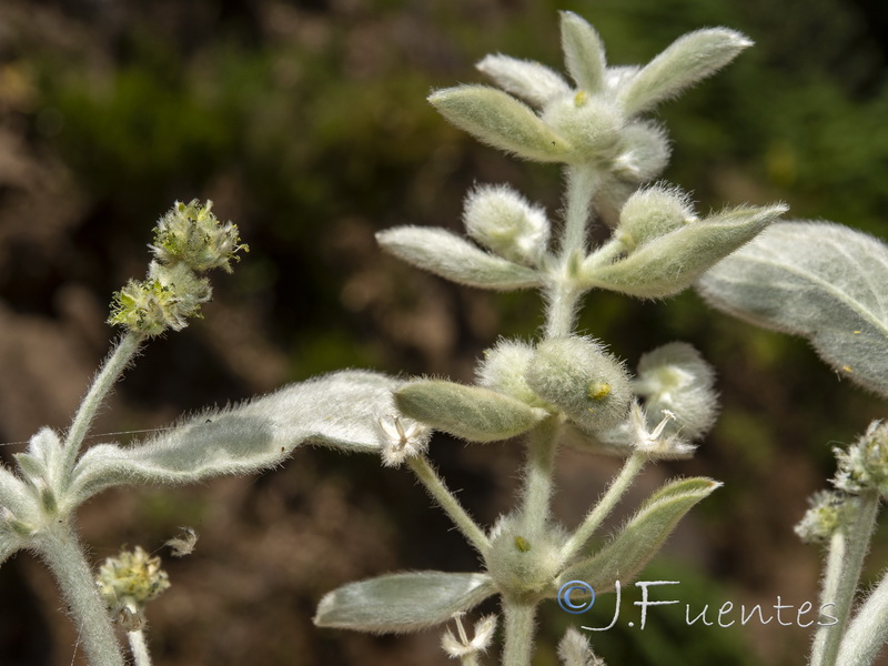 Mercurialis tomentosai.12
